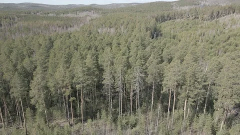 Spring forest aerial Stock Footage 239452716