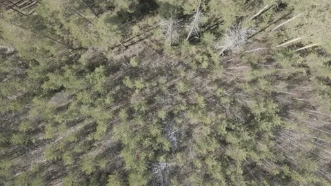 Spring forest aerial Stock Footage 239454239