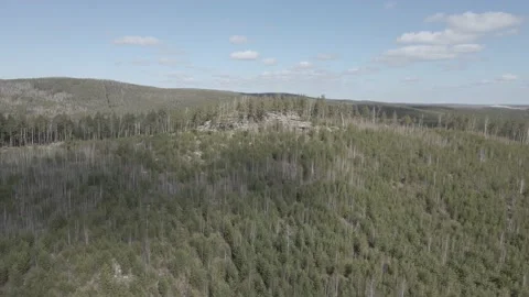 Spring forest aerial Stock Footage 239454253