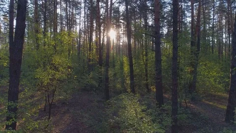 Spring forest. Aerial shot Video stock 75774255