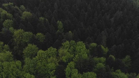 Spring in forest aerial top view. Mixed forest, green conifers, deciduous trees  Video stock 121672085