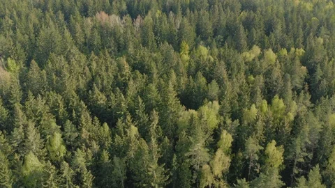 Spring in forest aerial view. Mixed forest, green conifers, deciduous trees. Stock Footage 131710068
