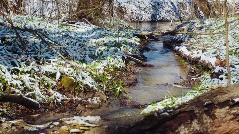 Spring forest after the snowfall. Springtime water stream Vídeos de archivo 241588068