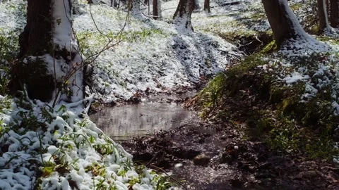 Spring forest after the snowfall. Springtime water stream Stock-Footage 241588261