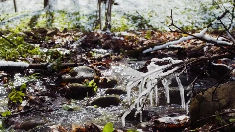 Spring forest after the snowfall. Springtime water stream Stock-Footage 241588299