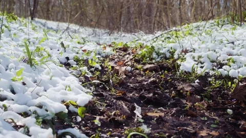 Spring forest after the snowfall. Springtime water stream Vídeos de archivo 241588361