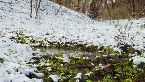 Spring forest after the snowfall. Springtime water stream Stock-Footage 241588369