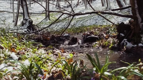 Spring forest after the snowfall. Springtime water stream Stock Footage 241588452
