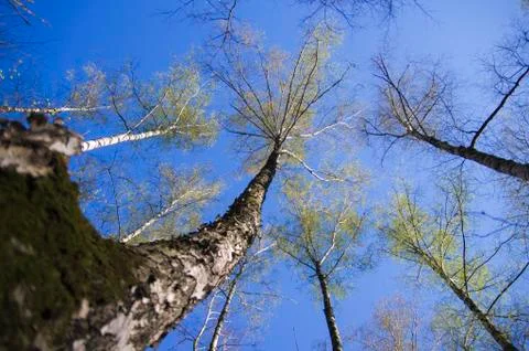 Spring Forest against Blue Sky Stock Photos