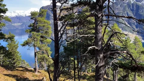 Spring forest among the mountains and blue fjords Stock Footage 309140987