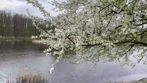 Spring Forest and Blossom 1 Stock Footage 277538755