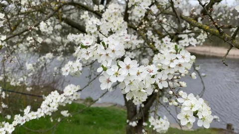 Spring Forest and Blossom 2 Stock Footage 277538854