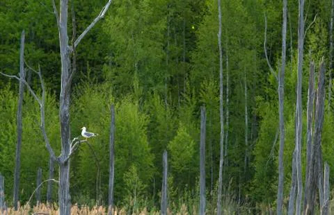 Spring forest and dry trees on foreground. Stock Photos