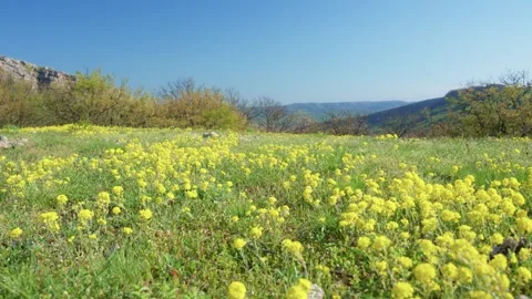 Spring forest and field of yellow flowers Stock Footage 240982704