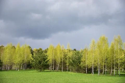 Spring forest and green grass against the background of thunderstorm clouds. Stock Photos