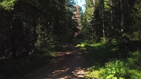 Spring forest and green trees at sunny day Stock Footage 105274880