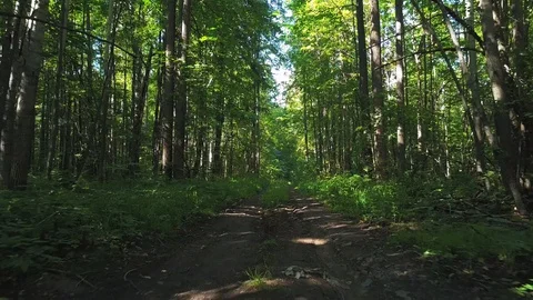 Spring forest and green trees at sunny day Stock Footage 105274895