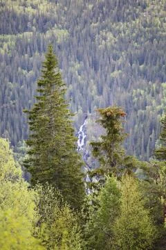 Spring forest and high rocks Stock Photos