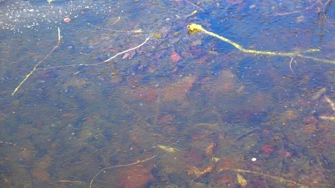 Spring, forest, and ice on the river 38 Stock Footage 250512428