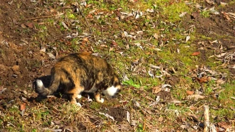 Spring, forest, and ice on the river 42 Stock Footage 250512492