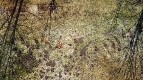 Spring, forest, and ice on the river 57 Stock Footage 250512839