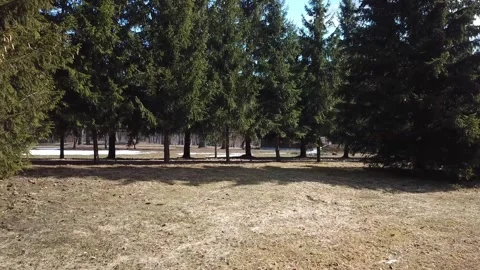 Spring, forest, and ice on the river 80 Stock Footage 250514046