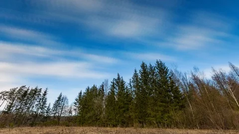Spring forest and meadow and moving clouds on blue sky Stock Footage 79842693