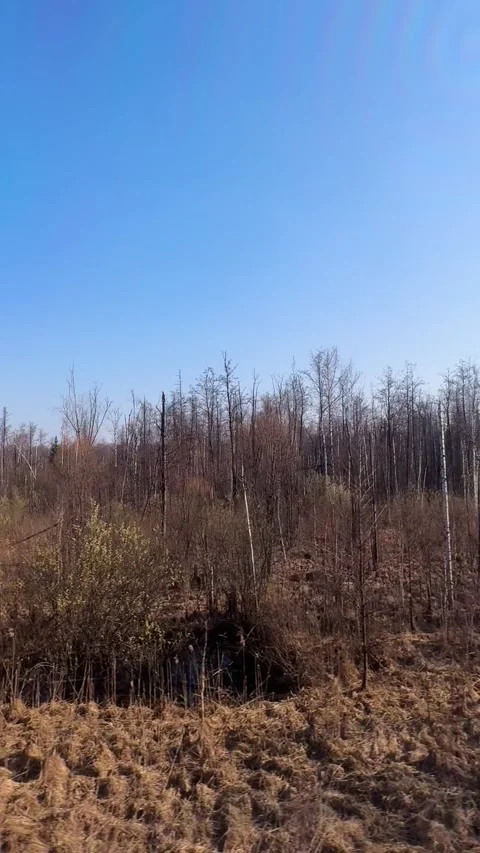 Spring forest and nature during train ride, view from window Stock Footage 307829529