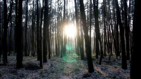 Spring forest and the rays of the sun breaking through the tree trunks Stock Photos
