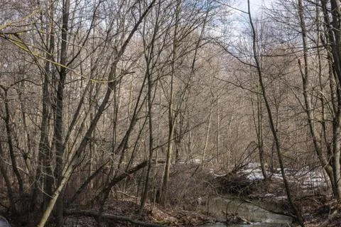 Spring forest and sky Stock Photos