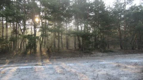 Spring forest and sun rays Stock Photos