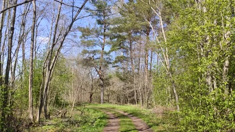 Spring forest and treelined footpath.  Stock Footage 151681235