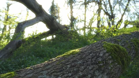 Spring forest and trunk tree with moss. Vídeos de archivo 240982906