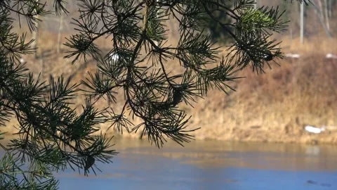 Spring, forest and Western Dvina river 07 Stock Footage 250435839