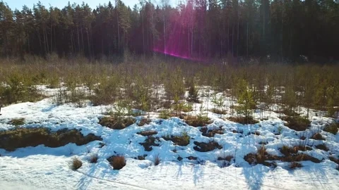 Spring, forest and Western Dvina river 33 Stock Footage 250436712