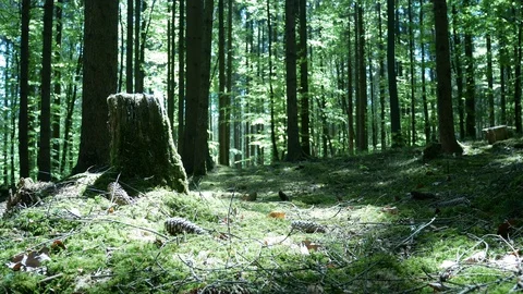 Spring Forest ascending shot 動画素材 129264230