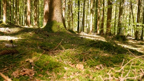 Spring Forest ascending shot 動画素材 129315226