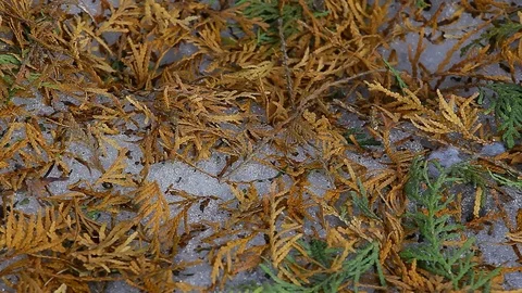 Spring forest background hd footage nobody Stock Footage 104661901