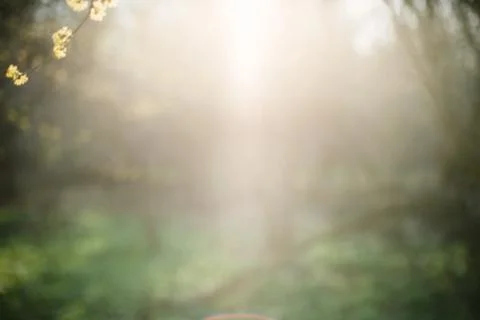 Spring forest background Stock Photos