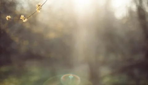 Spring forest background Stock Photos