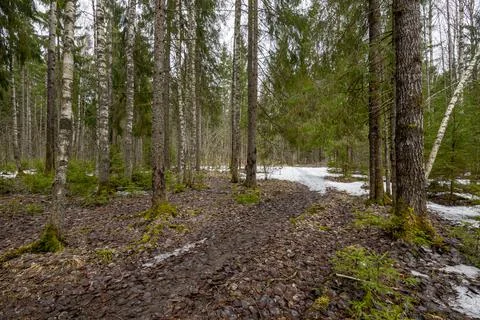 Spring forest with bare trees and remnants of snow Stock Photos