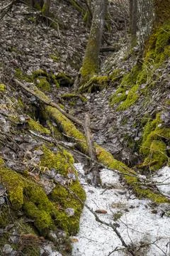 Spring forest with bare trees and remnants of snow Stock Photos