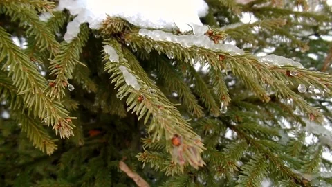Spring in the forest, beautiful nature, the snow melts, green color of the tree. Stock Footage 71112632