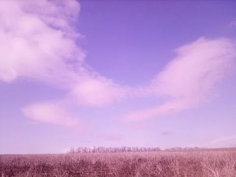 Spring forest belt in the field Stock Photos