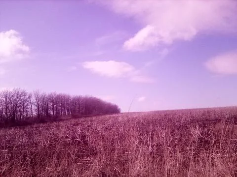 Spring forest belt in the field Stock Photos