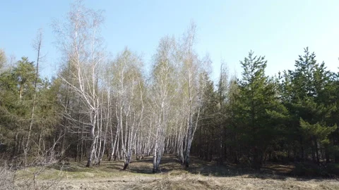 Spring forest birch and coniferous alley, sunny landscape Stock Footage 153026624