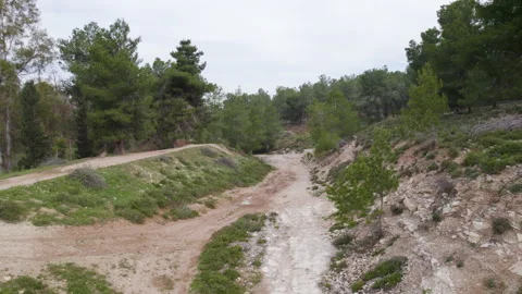 The spring forest in the Bitronot Ruhama nature reserve, Israel Stock Footage 238620733