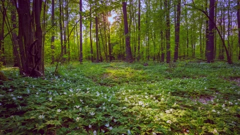 Spring forest with blooming anemone flowers in 4k time lapse. Vídeos de archivo 155354293