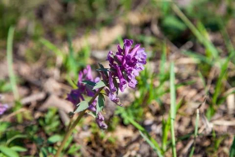 Spring forest with blooming Corydalis cava flowers. Stock Photos