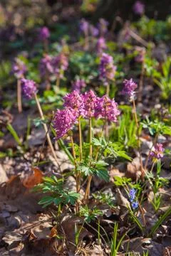 Spring forest with blooming Corydalis cava flowers. Stock Photos